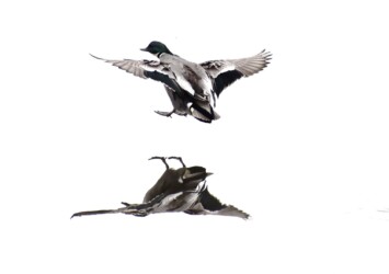 飛び立つヨシガモ