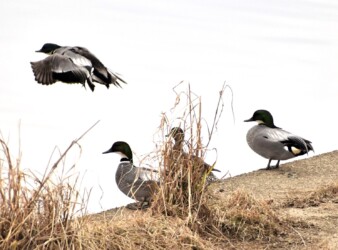 休憩するヨシガモ