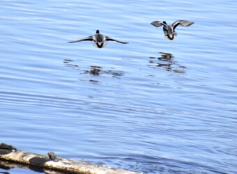 飛び立つヨシガモ