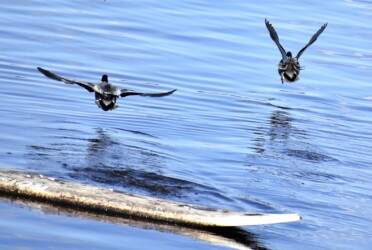 飛び立つヨシガモ