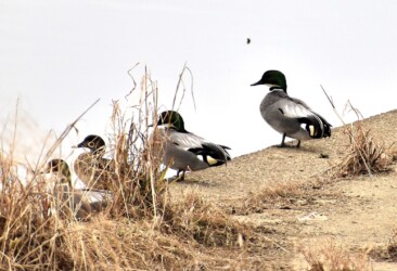休憩するヨシガモ