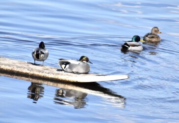 休憩するヨシガモ