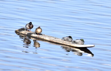 休憩するヨシガモ