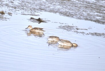 五条川で採餌するコガモ