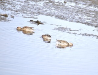五条川で採餌するコガモ