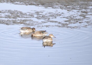 五条川で採餌するコガモ