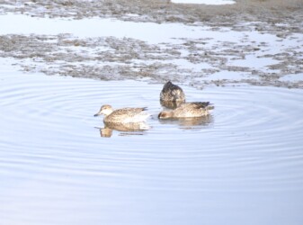 五条川で採餌するコガモ