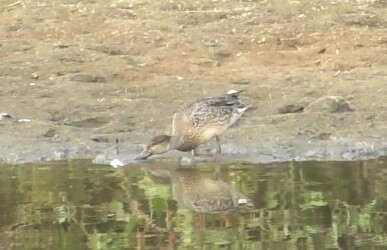 善太川で採餌するコガモ