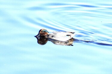 水面採餌するコガモ
