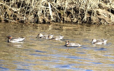 水面採餌するコガモ