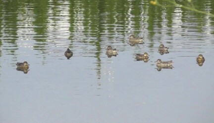 コガモのいろいろ