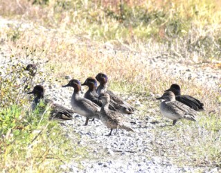 コガモのいろいろ