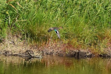 コガモのいろいろ