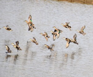 コガモのいろいろ