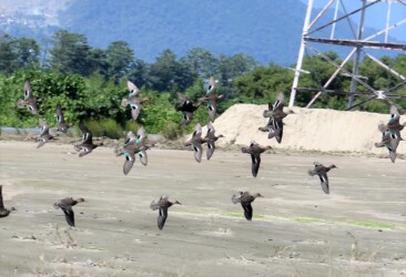 コガモのいろいろ