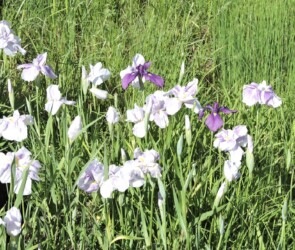 蟹江で見かけたハナショウブ