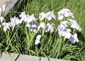 蟹江で見かけたハナショウブ