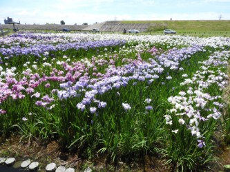 一面のハナショウブ