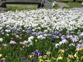 一面のハナショウブ