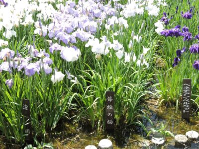 ハナショウブ名と花