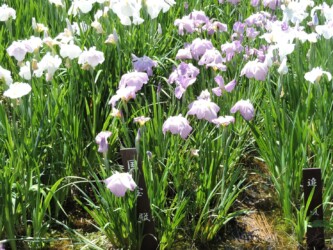 ハナショウブ名と花