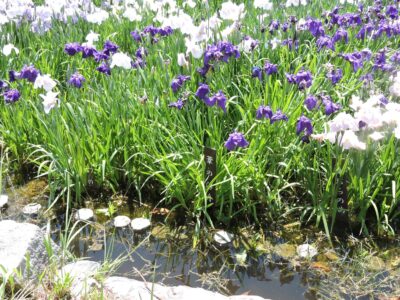 ハナショウブ名と花
