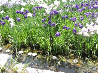 ハナショウブ名と花