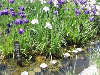 ハナショウブ名と花