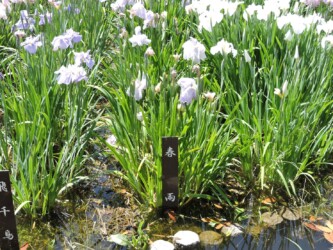 ハナショウブ名と花