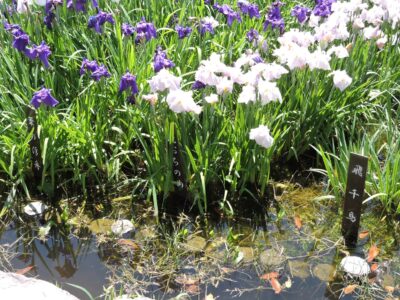 ハナショウブ名と花