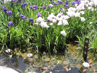 ハナショウブ名と花