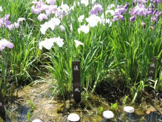 ハナショウブ名と花