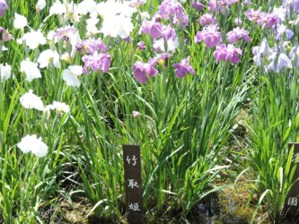 ハナショウブ名と花