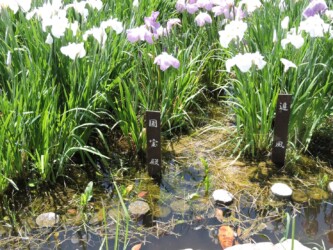 ハナショウブ名と花