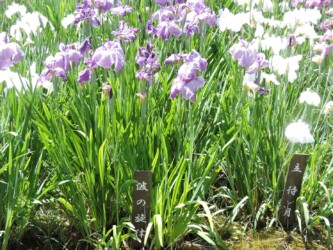 ハナショウブ名と花