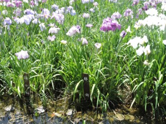 ハナショウブ名と花