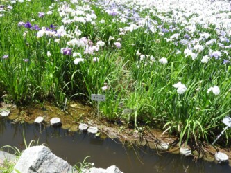 ハナショウブ名と花