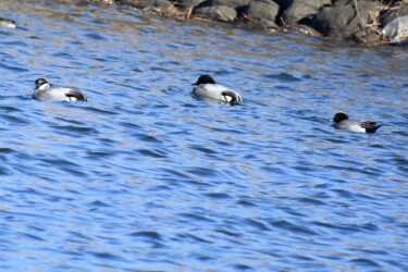 2019年冬に見かけた雑種ガモ