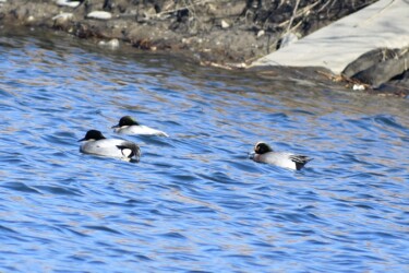 2019年冬に見かけた雑種ガモ