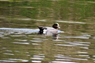 2019年冬に見かけた雑種ガモ