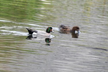 2019年冬に見かけた雑種ガモ