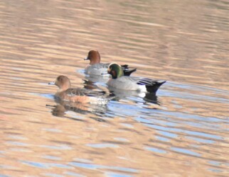 2022年冬に見かけた雑種ガモ