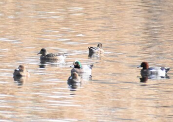 2022年冬に見かけた雑種ガモ
