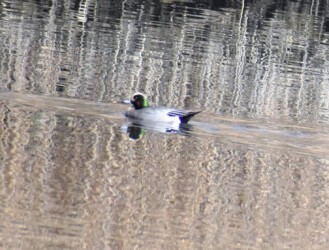 2022年冬に見かけた雑種ガモ