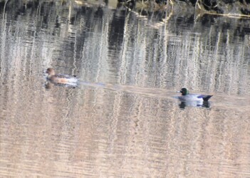 2022年冬に見かけた雑種ガモ