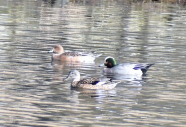 2022年冬に見かけた雑種ガモ