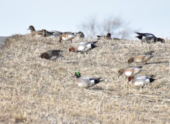 土手の叢で採餌する雑種ガモ