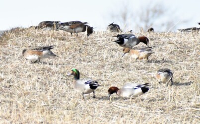 土手の叢で採餌する雑種ガモ