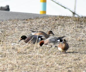 土手の叢で採餌する雑種ガモ