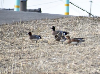 土手の叢で採餌する雑種ガモ